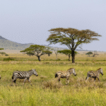 10 Days Tanzania Tour