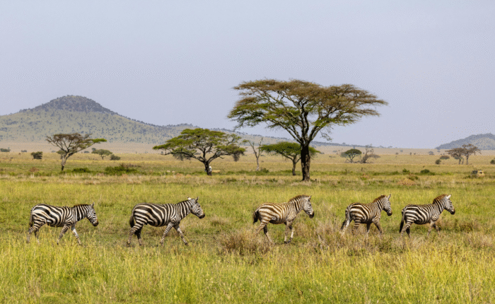 10 Days Tanzania Tour