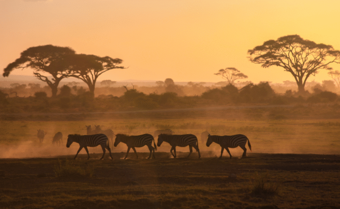 12 Days Kenya Tour