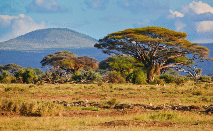 8 Days South Africa Tour