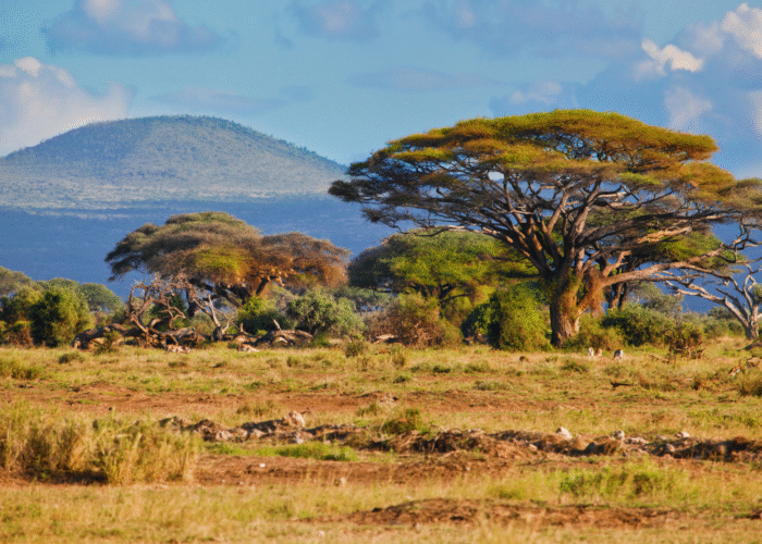 8 Days South Africa Tour