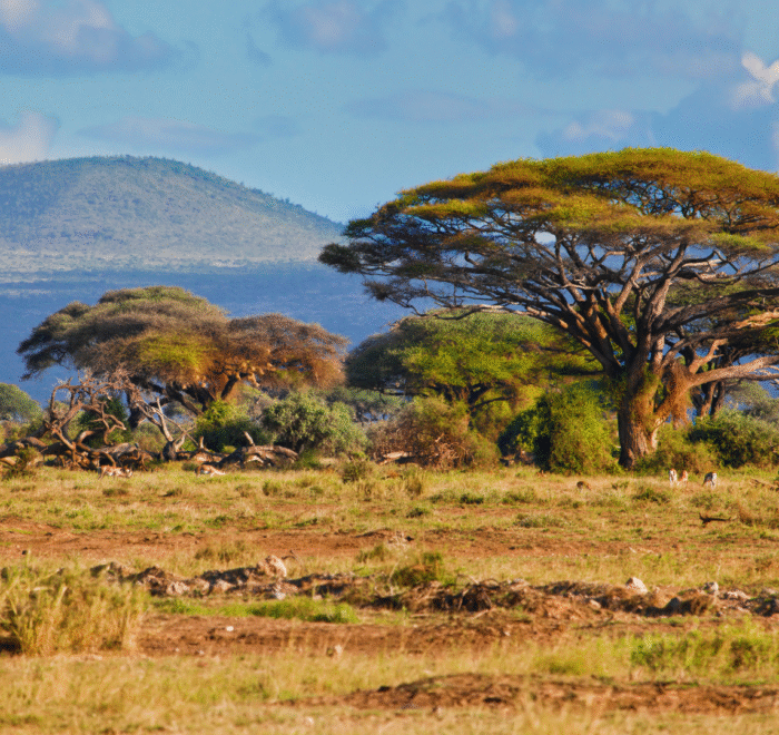 8 Days South Africa Tour