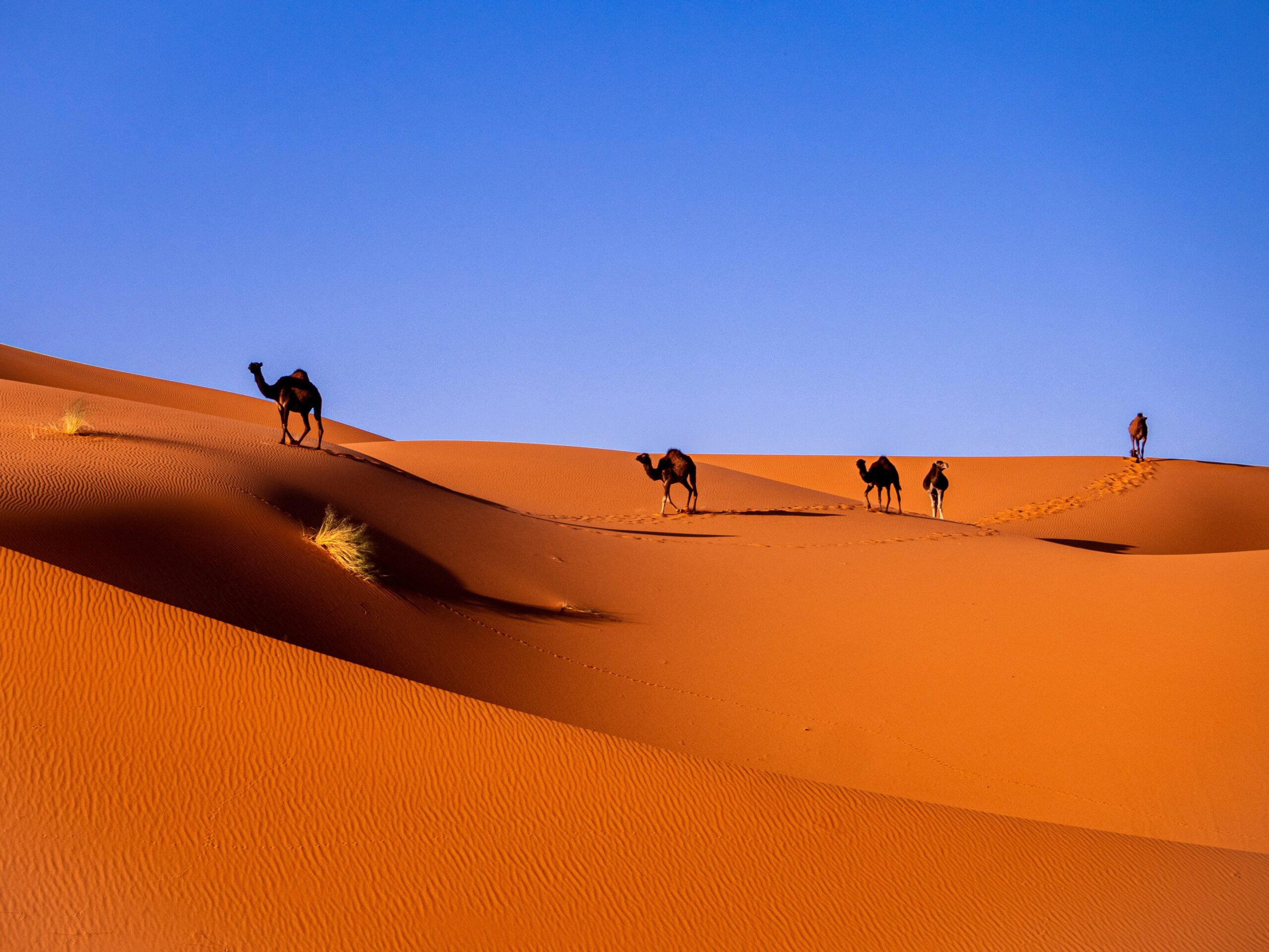 Journey into the Sahara Desert